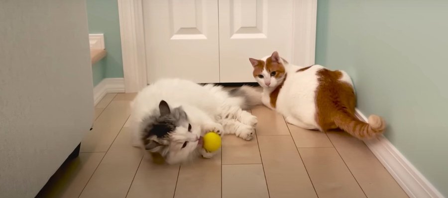 「またたび、やっほーい！」　おもちゃのボールで遊ぶ姉弟猫。大興奮して思わぬ展開に
