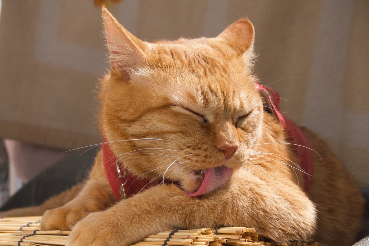 猫が『ずっと体を舐める』時の原因3つと対処法