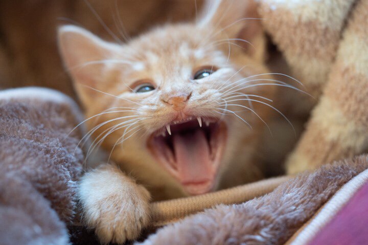 猫も歯が矯正ができる！一般的な費用や治療方法とは？