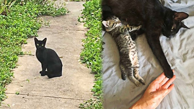 飼い猫のもとを訪れた臨月の黒猫…緊迫する出産の行方は？