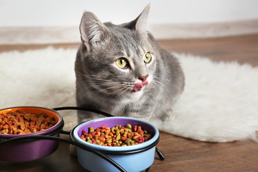 猫に餌を与える時の量や回数、フードの選び方からおすすめ商品まで