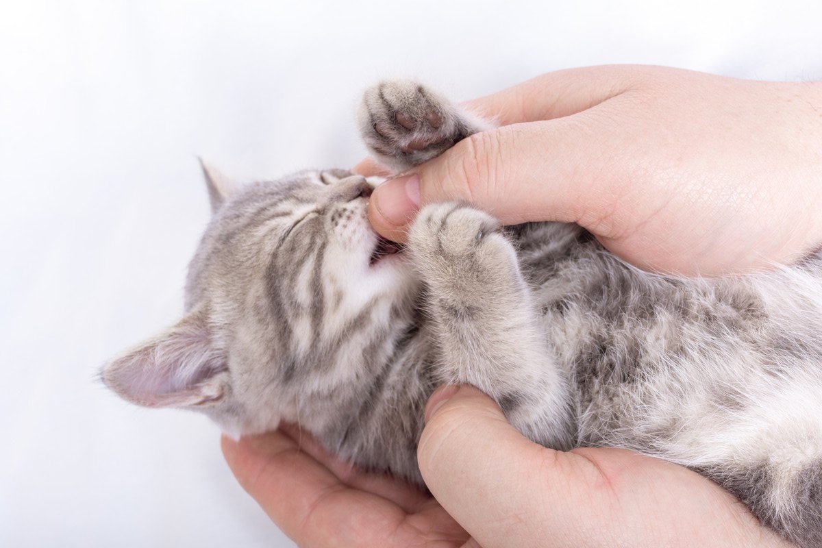 猫が人の指を「チュパチュパ」吸う理由3つ！この行為はやめさせるべき？