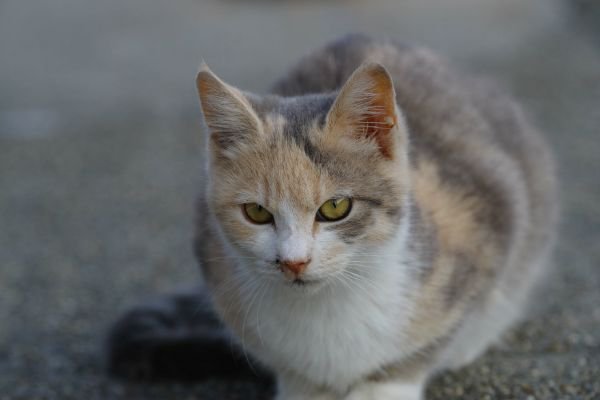 パステルカラーの三毛猫とは？毛色の特徴や性格、迎え入れる方法