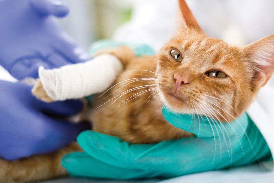 猫に多い5つの怪我とその対処法