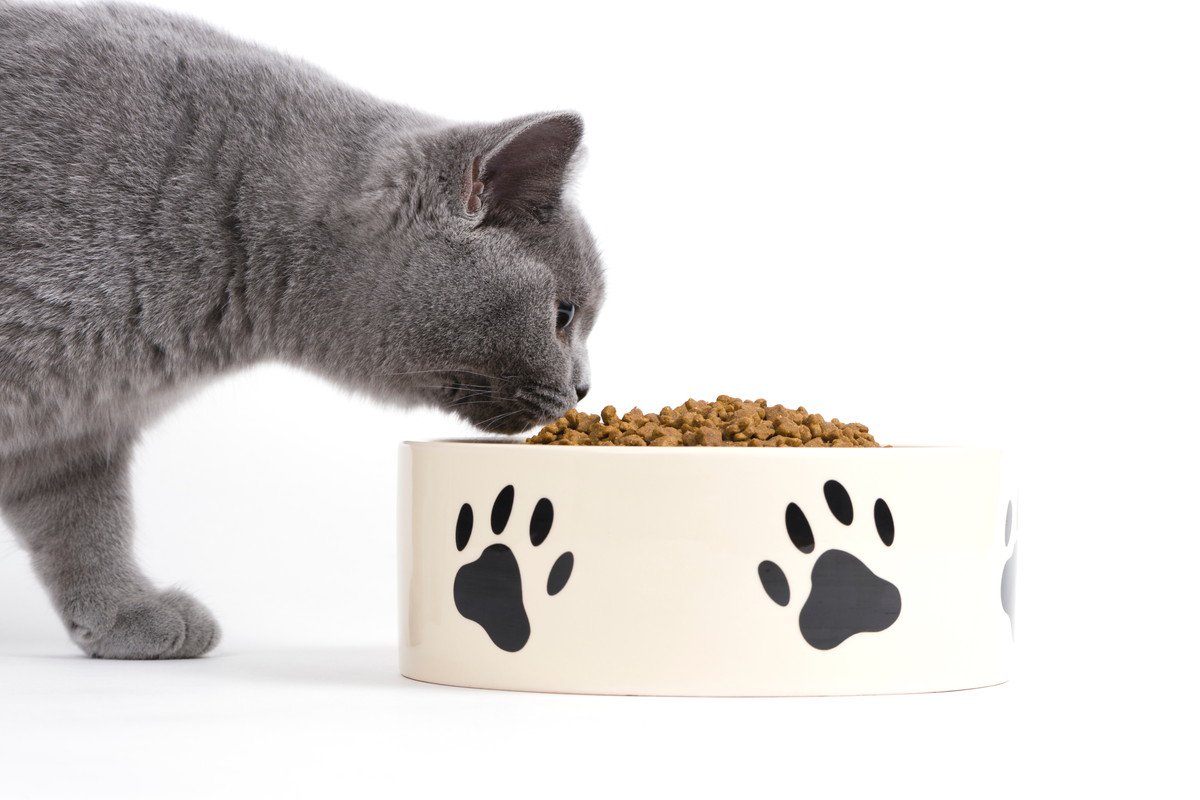猫の食欲に影響することも！『理想的な食事の場所』のポイント4つ
