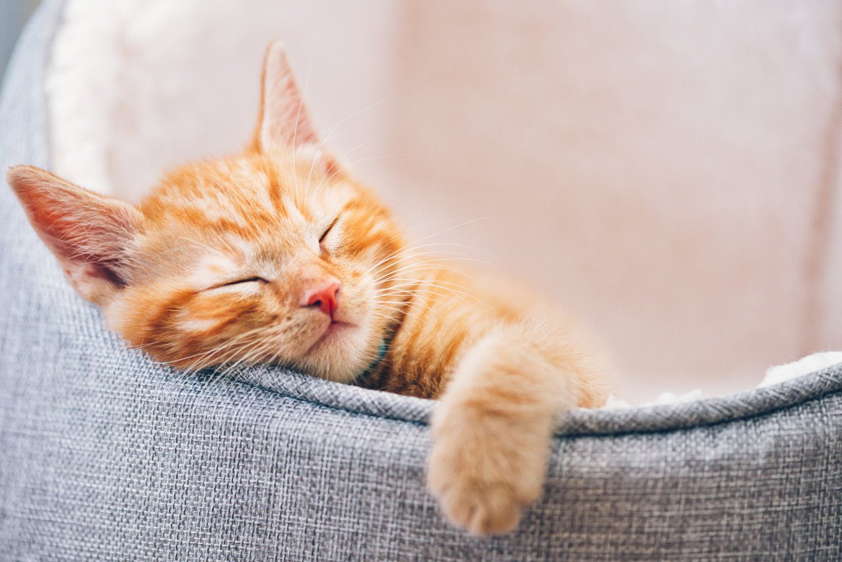 愛猫が必ず気に入る『寝床』の作り方3つ♪使ってくれない場合の対処法とは…