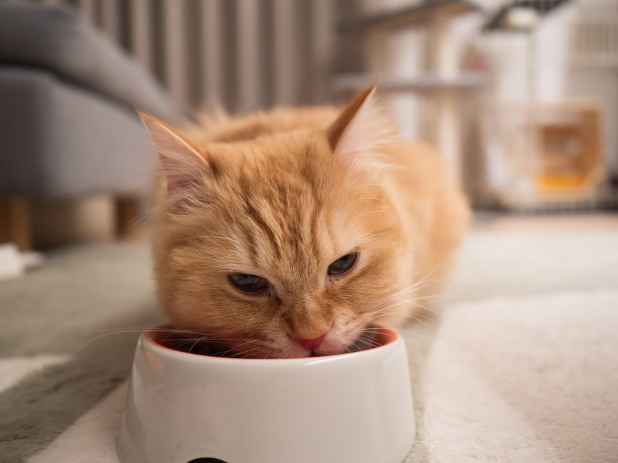 猫の『空腹ストレス』を防ぐ５つの対策