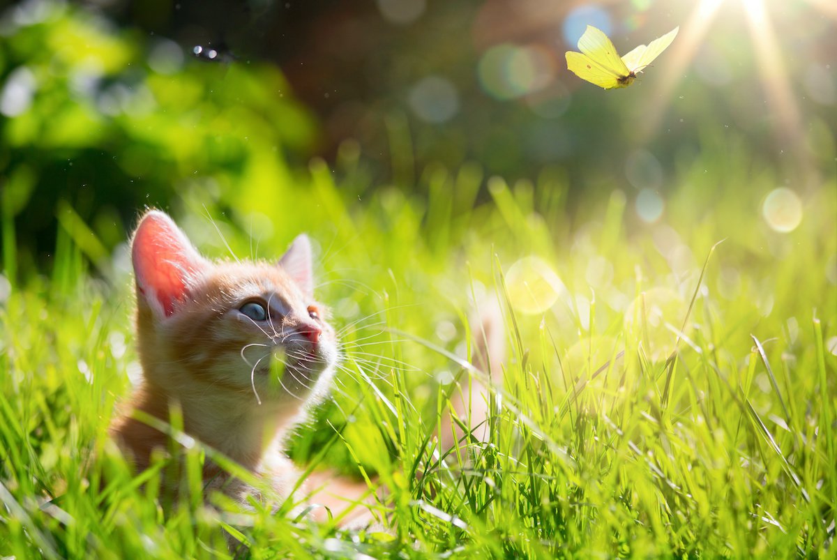 猫に起こる『春バテ』とは？原因や症状・予防策