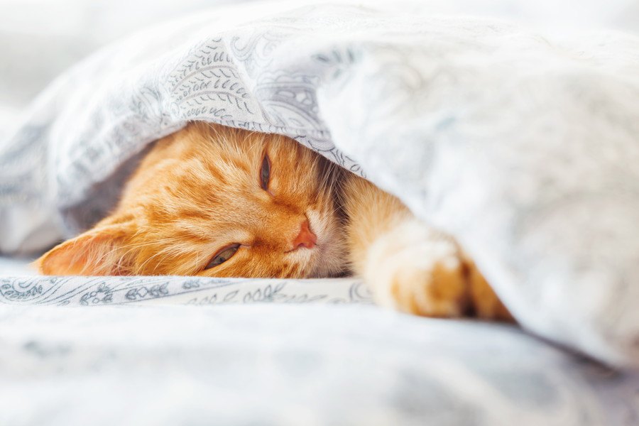 猫の木製ベッドおすすめ人気ランキング7選、選び方も解説