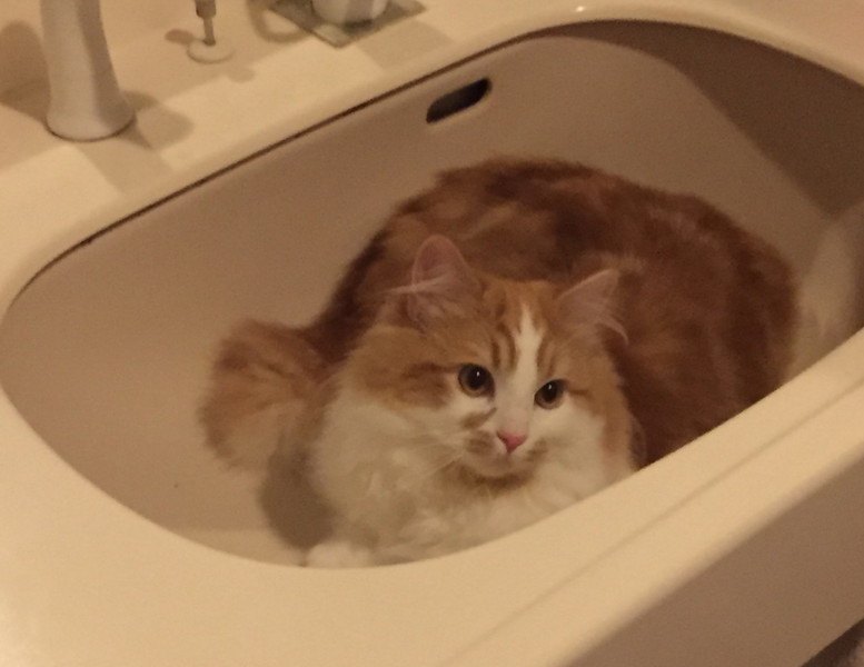 猫を上手に『お風呂』に入れる方法は？準備から注意点まで徹底解説！