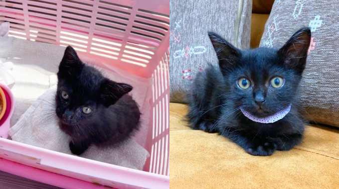 フォークリフトで発見された550gの子猫……2ヶ月後の成長した姿に感動♡