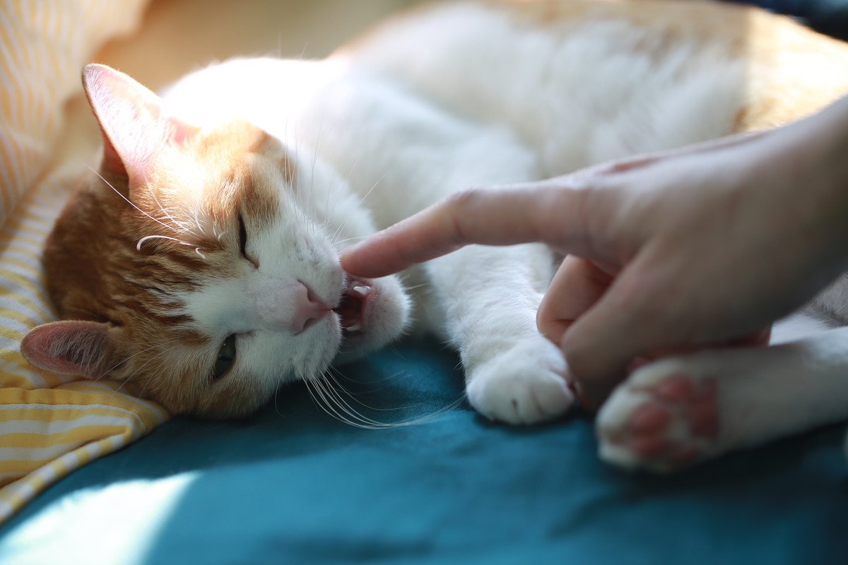 猫にとって超危険な『口内炎』の症状4つ　治療法と完治できない可能性