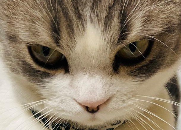 クローゼットに閉じ込められてしまった猫さんの『激おこ顔』が超話題！