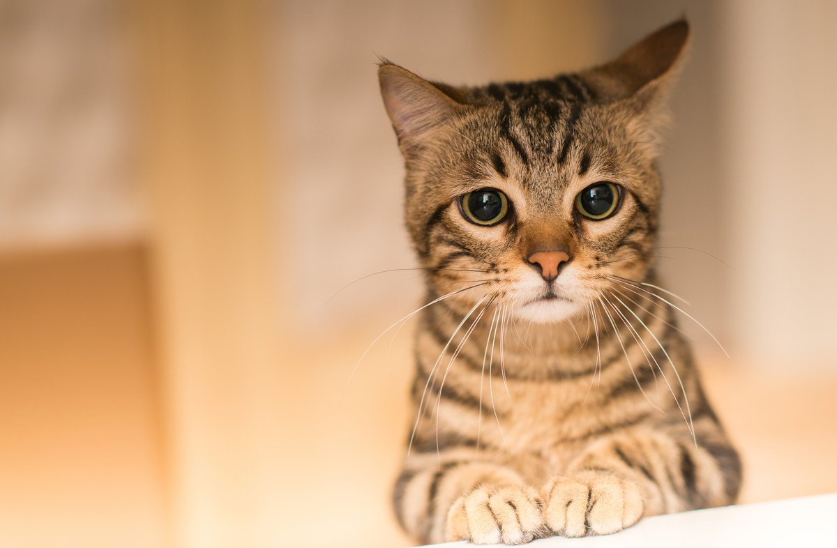猫を『無意識に傷つけている』5つのNG行為