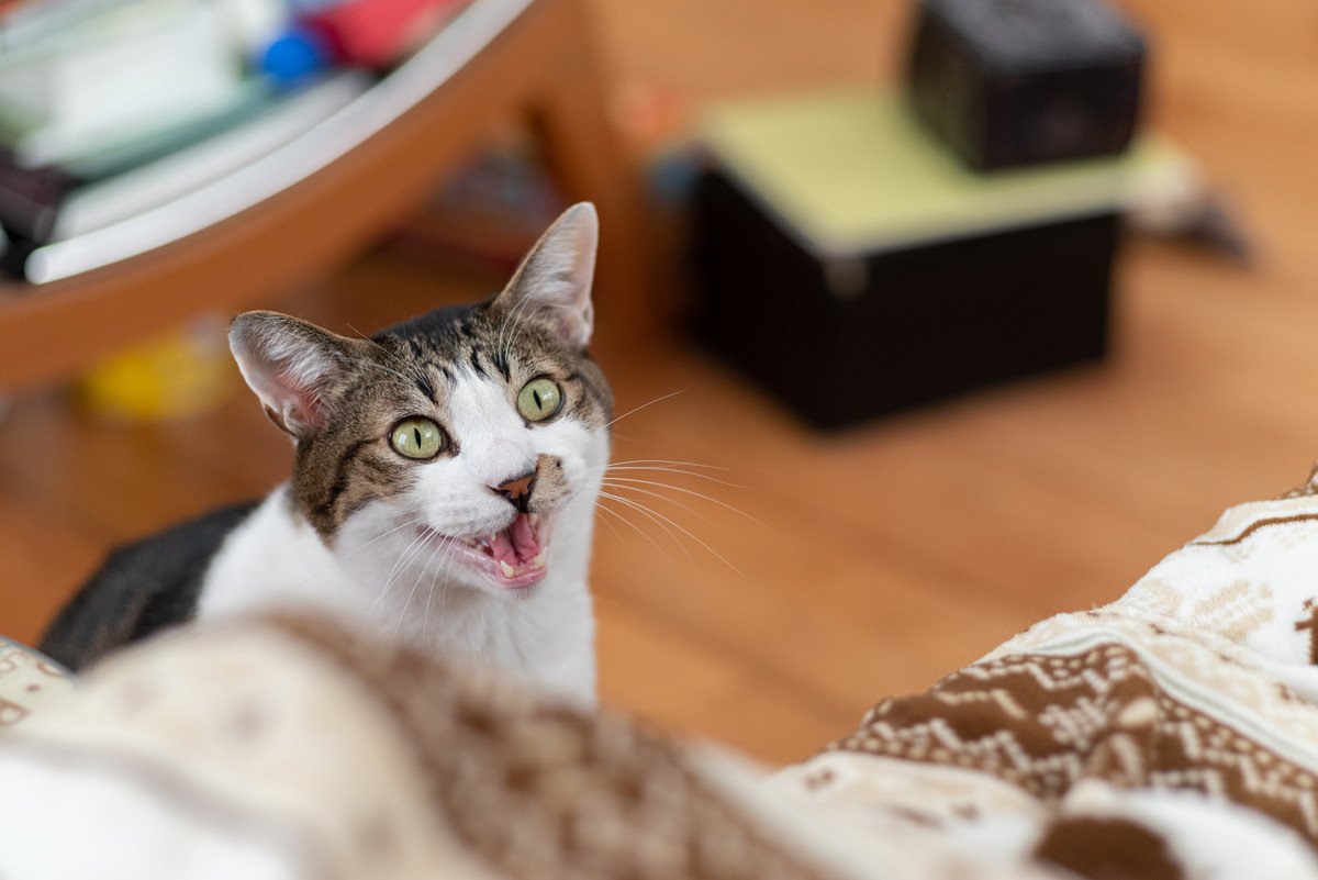 猫が『ニャ?』と疑問形で鳴くときの意味3選　もしかして何か質問されている！？