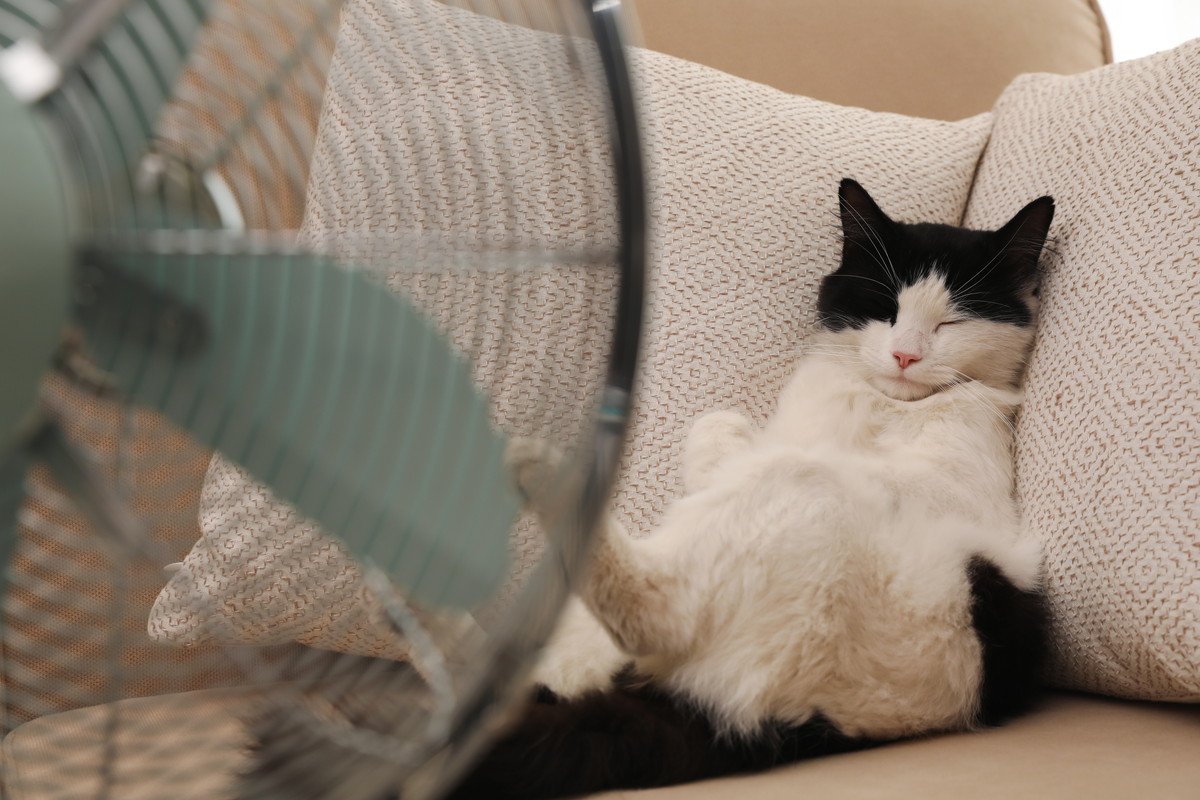 室内でも起こる「猫の熱中症」に要注意！注意すべき症状から留守番時の予防法まで解説