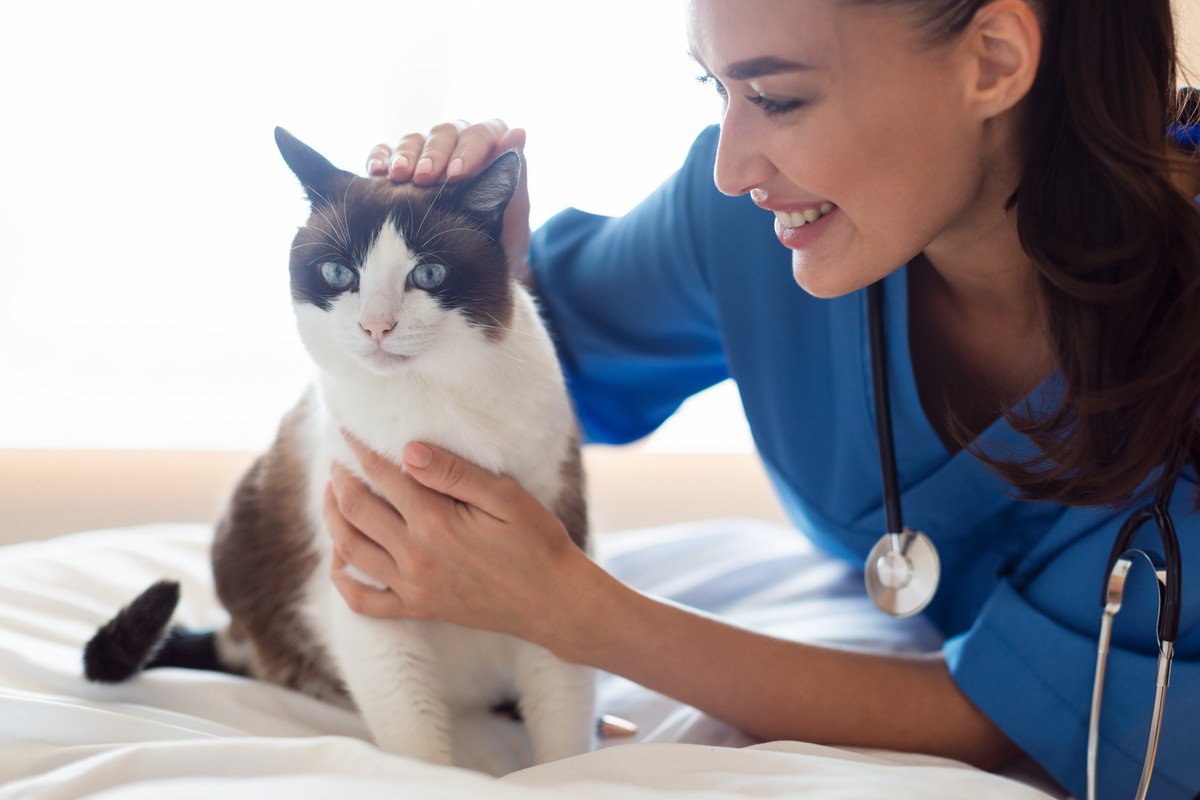 猫の「受診タイミング」4選　治療だけでなく、健康維持のためにも知っておきたいポイント
