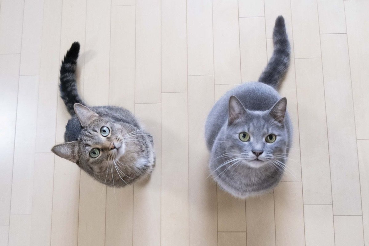 猫が『ボーッと宙を見る』3つのワケ