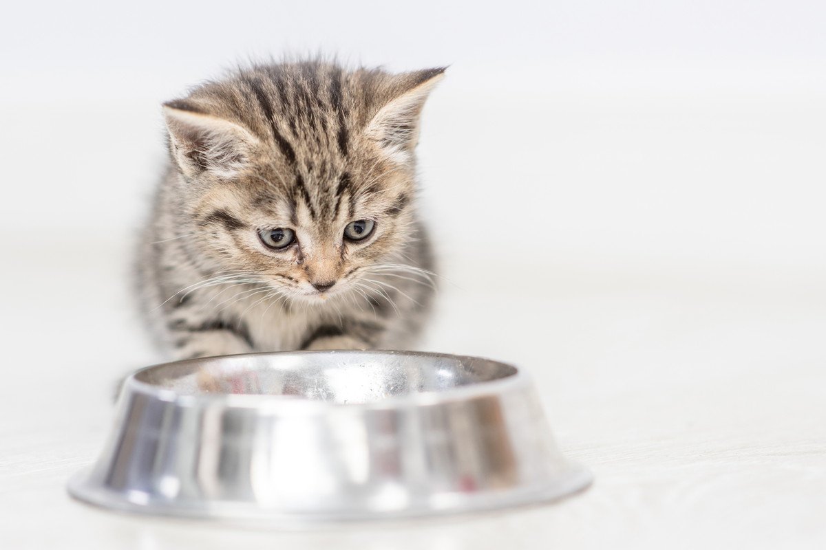 猫に絶対使ってはいけない『NG食器』3つの特徴！体に合っていない容器だと体調不良を招く原因に？
