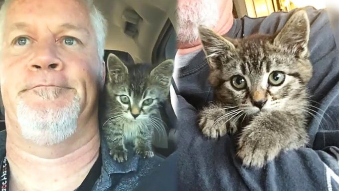 道路に接着剤で固められた子猫…発見した男性が取った行動は？