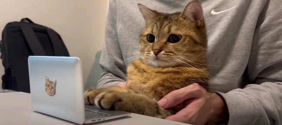 猫ちゃん専用、小さなパソコン新登場？！画面に映り込んでいるのは…？