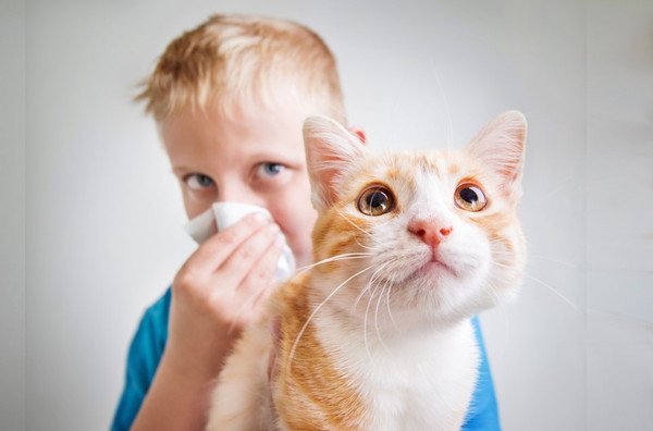 猫アレルギーが出る猫と出ない猫の違いは？対策や注意点まで