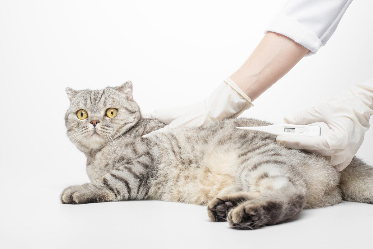 猫の『体温を測る』ときのポイント4つ！異常があったときの対処法も解説