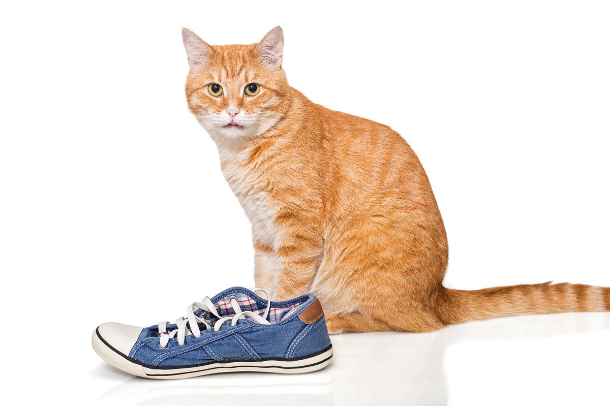 靴から帽子、モップの先まで…なんでも盗んできちゃう「泥棒猫」は、ご近所の人気者！　アメリカ