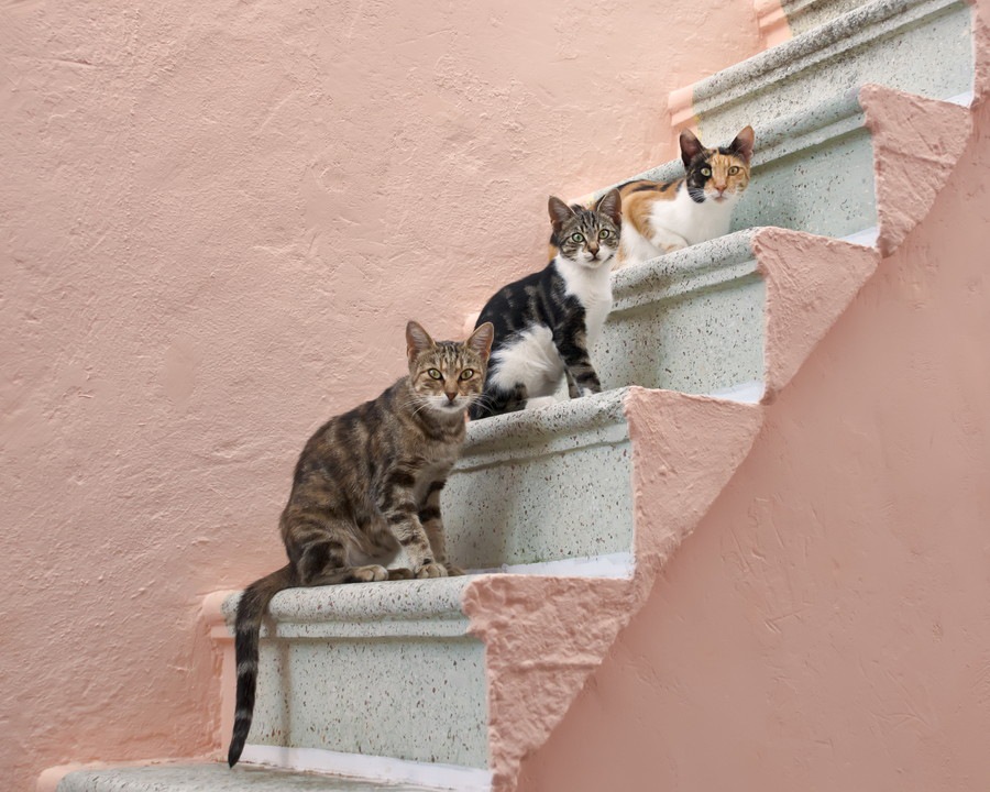 猫用の階段おすすめ商品８選！選び方から手作りする方法まで