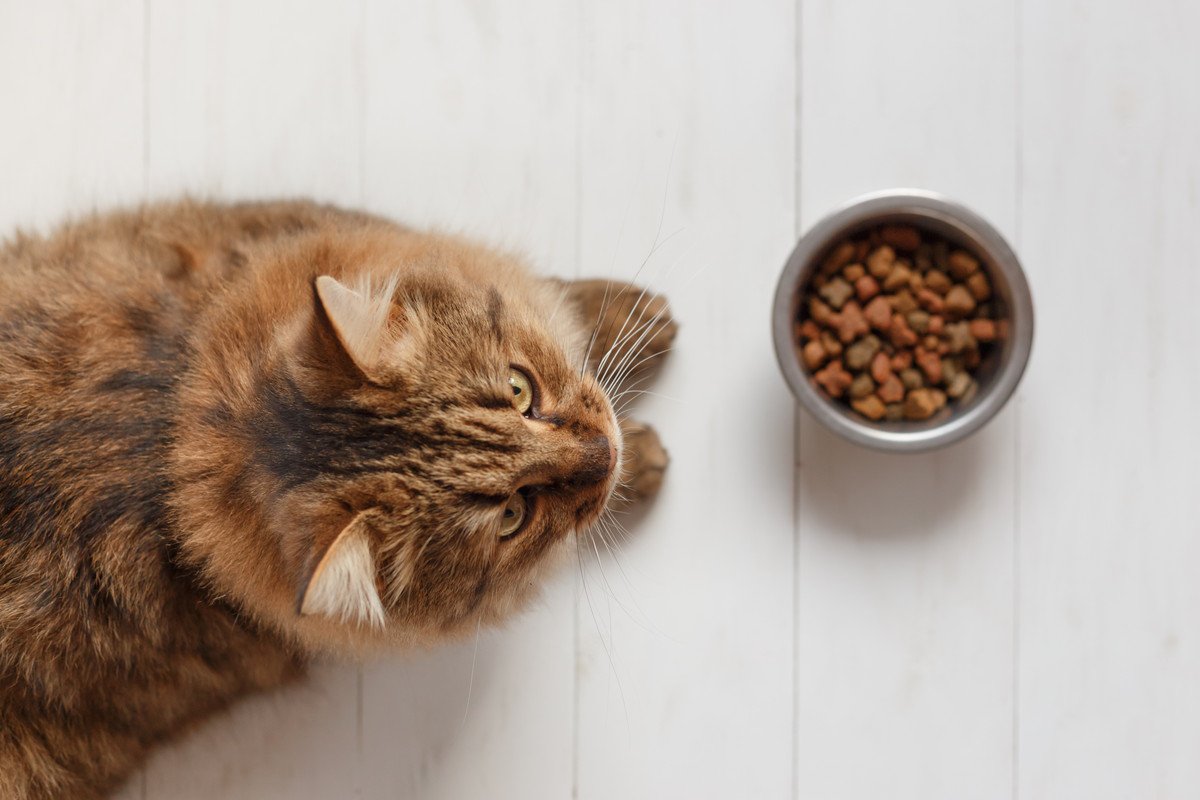 猫が『ドライフード』を食べない時の原因4つ　それぞれに合った対処法とは