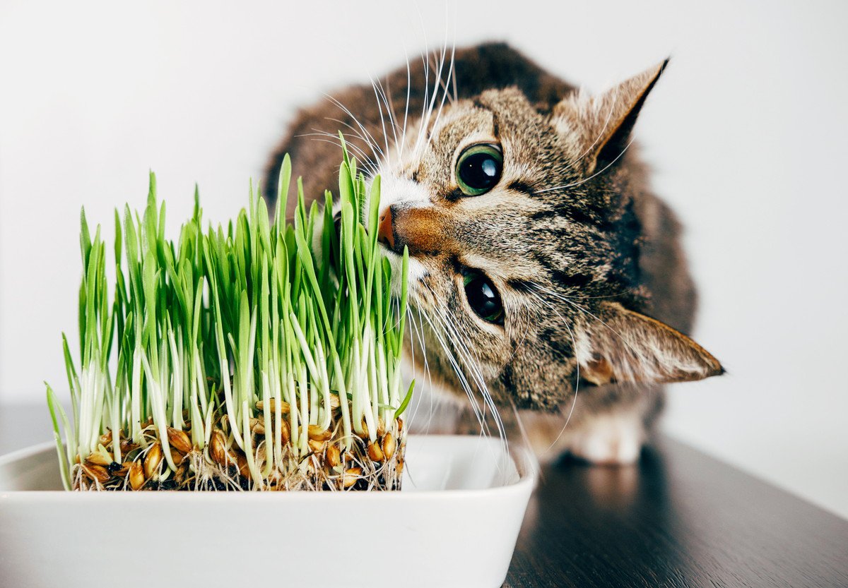 猫に『猫草』を与えるメリット3つ！適切な量や与え方とは