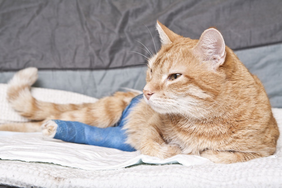猫用ホットカーペットを使う時は低温やけどに注意！