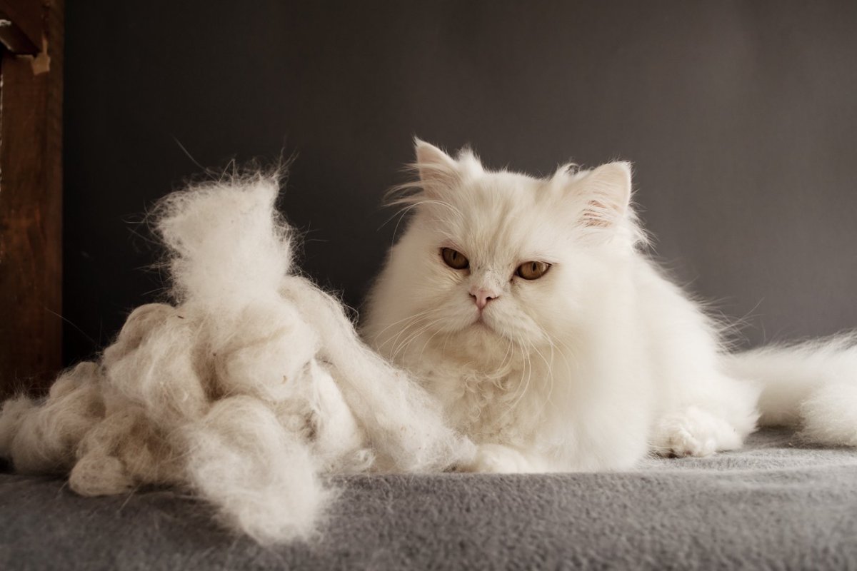 猫が毛玉を吐くのはなぜ？原因や頻度、毛玉対策の方法と注意点を解説