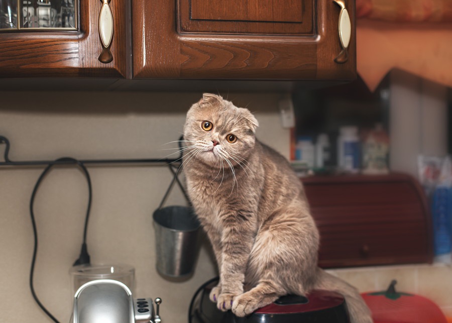 猫は炊飯器が大好き！その理由と対策