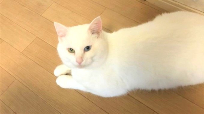 痩せ細ったオッドアイの白猫…保護され麗しい王子様に！