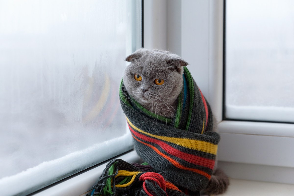 猫に『最適な室温』は何度？冬に温度調整する時の注意点4つ