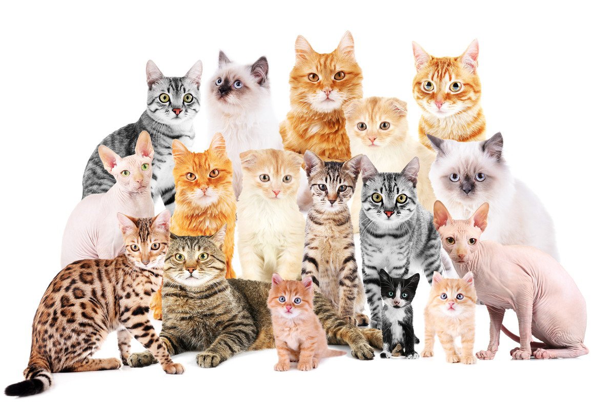 猫の『人気な品種』TOP5！それぞれの特徴や魅力とは？