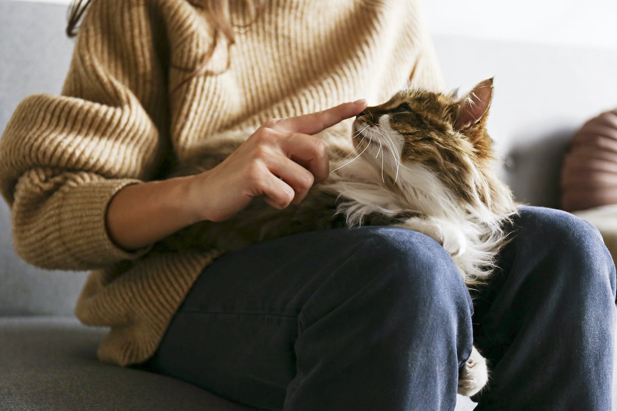 猫との触れ合いで出る“愛情ホルモン”とは？『猫との暮らし』が人間にもたらす幸せ４つ