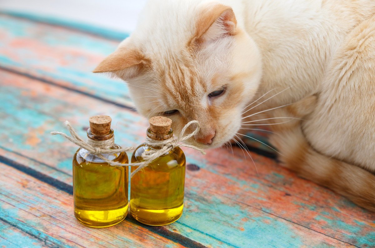 猫に『オリーブオイル』を与えても大丈夫？成分や効果、与える際の注意点を解説
