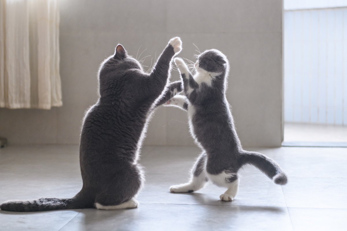 猫同士の『遊び』と『喧嘩』の見分け方4つと注意点