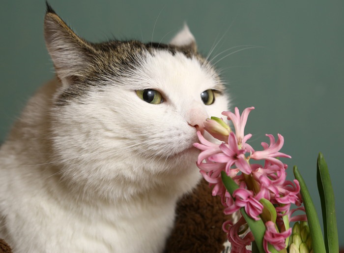 猫が匂いを嗅ぐ時の心理
