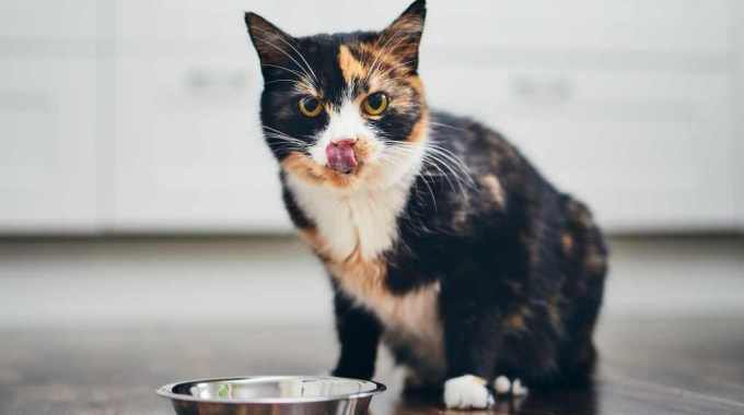 猫の『老化を早めている』かもしれない危険な食生活3つ