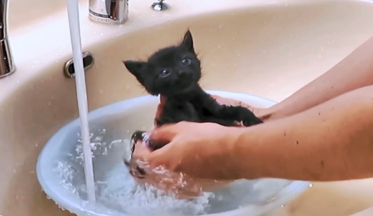 3匹の保護子猫を「初めてのお風呂」入れてみたら……『頬緩みっぱなし』『もふもふ混ざりたい』反応の尊さに悶絶する人続出