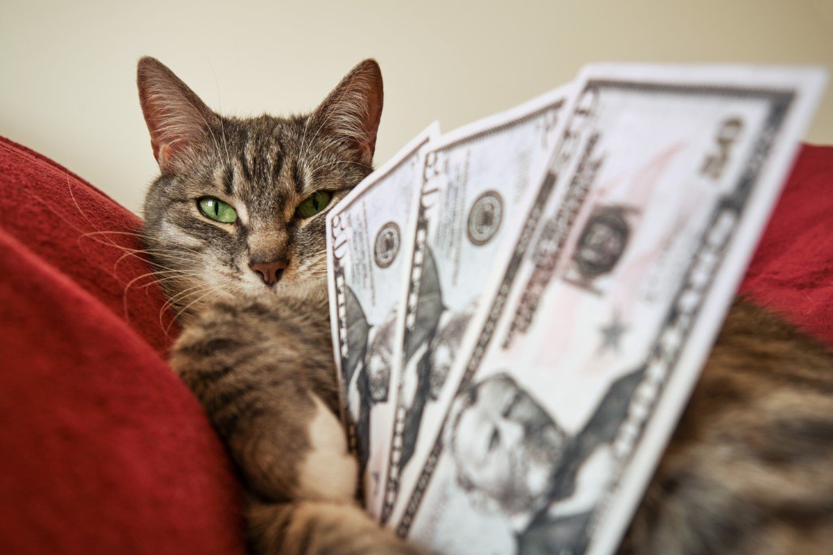 猫を飼うのにかかる費用は？初期費用・1ヶ月・一生のお金を解説