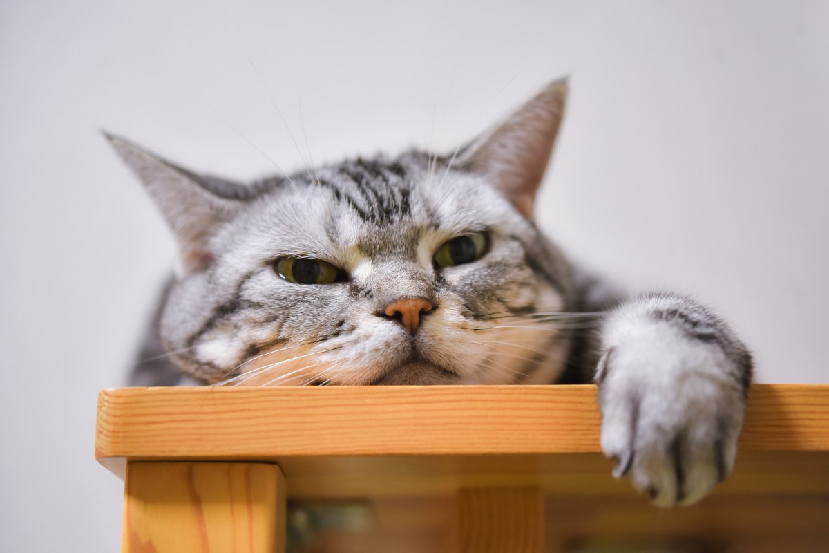 猫が『退屈しのぎ』をしている時にする行動5選
