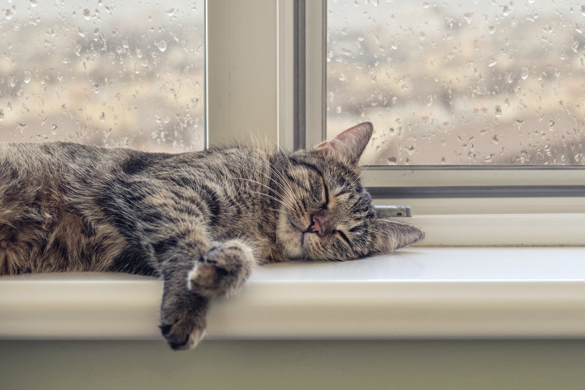 猫は『雨の日』によく寝るって本当？5つの気になる理由とは
