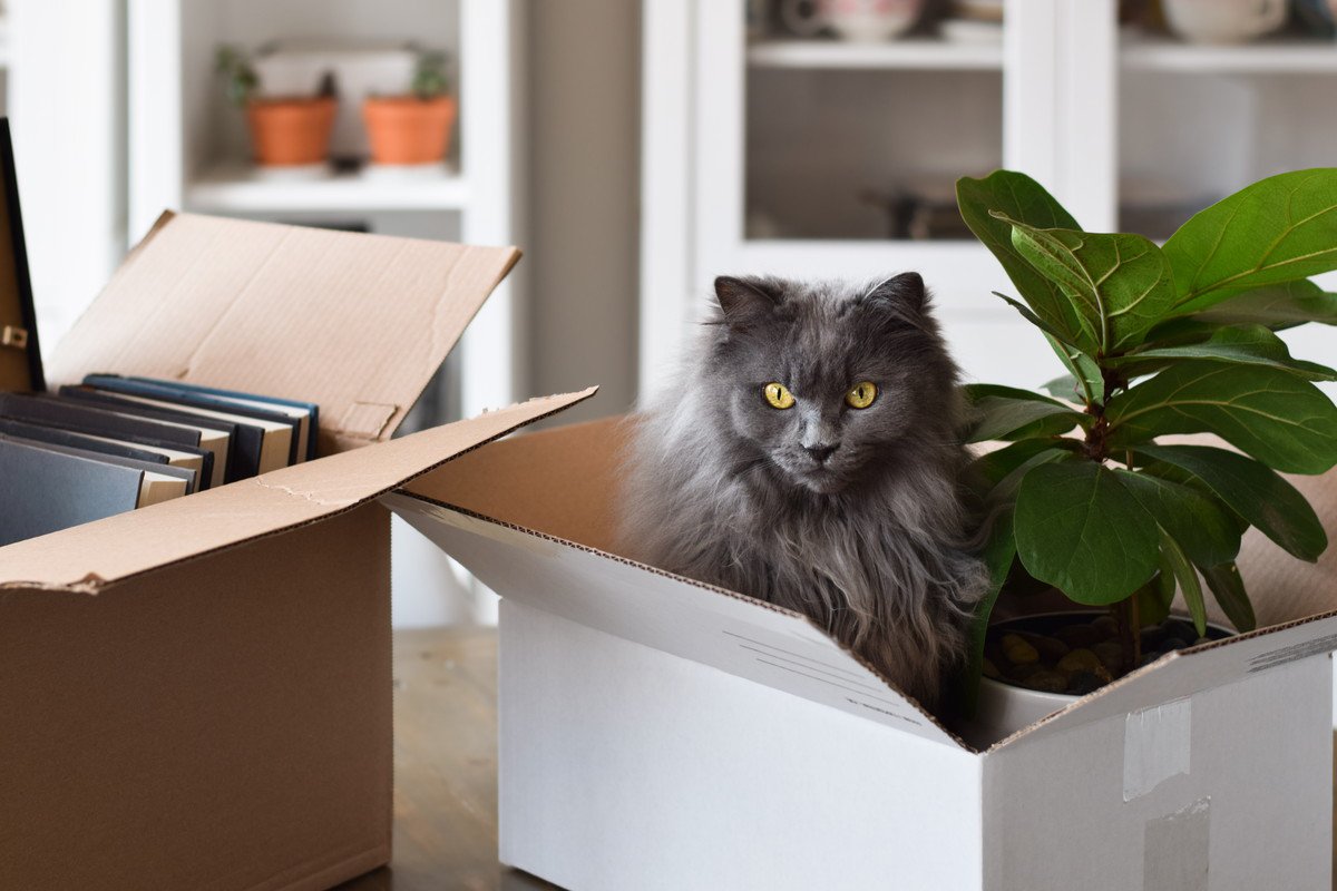 猫と同居するための『賃貸物件』選びは難しい？押さえておきたいポイント5つ