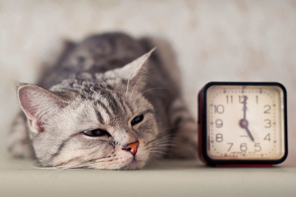 猫の『体内時計』ってどうしてあんなに正確なの？　ヒミツをひもとく3つの豆知識