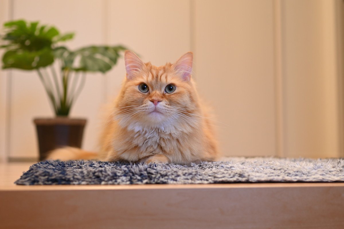帰宅時に愛猫が『玄関』にいるときの5つの意味　「待っている」以外にも理由があった！