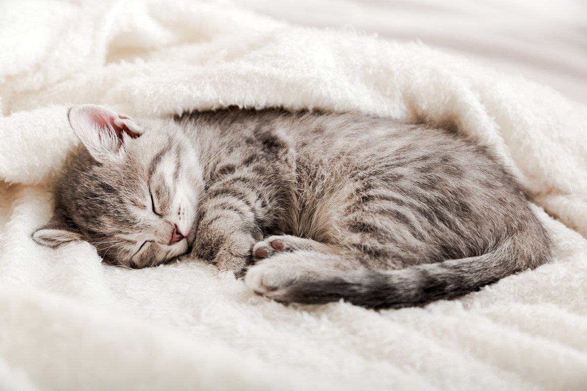 猫も「夢」を見るの？そう思いたくなる猫が寝ているときの行動と、推測される夢の内容